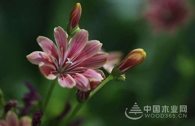 Breeding method of Luwei flower