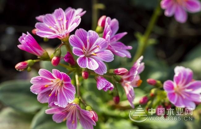 Breeding method of Luwei flower