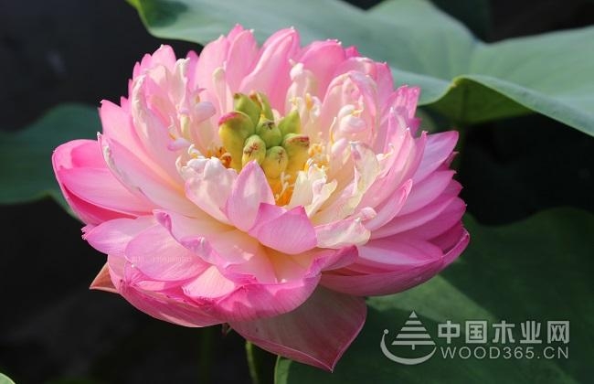 Reasons and solutions for the wilting of bowl lotus leaves