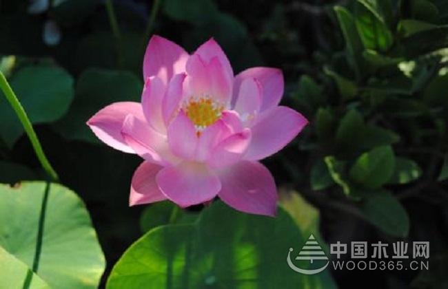 Reasons and solutions for the wilting of bowl lotus leaves