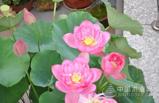 Reasons and solutions for the wilting of bowl lotus leaves