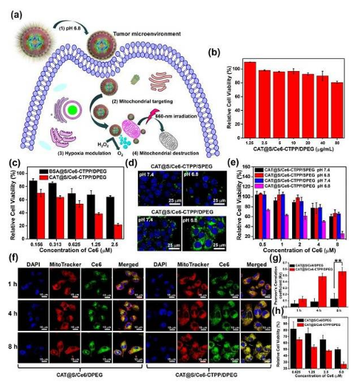 è‹å·žå¤§å­¦åˆ˜åº„&æŽæ–ŒNano Letters: pHå“åº”çš„æ™ºèƒ½çº³ç±³ååº”å™¨ç”¨äºŽç™Œç—‡æ²»ç–—