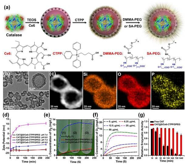 è‹å·žå¤§å­¦åˆ˜åº„&æŽæ–ŒNano Letters: pHå“åº”çš„æ™ºèƒ½çº³ç±³ååº”å™¨ç”¨äºŽç™Œç—‡æ²»ç–—