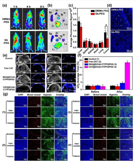 è‹å·žå¤§å­¦åˆ˜åº„&æŽæ–ŒNano Letters: pHå“åº”çš„æ™ºèƒ½çº³ç±³ååº”å™¨ç”¨äºŽç™Œç—‡æ²»ç–—