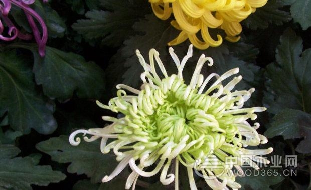 Method of planting a single chrysanthemum