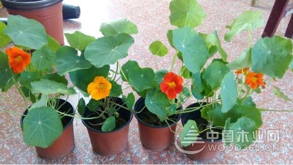 Method of planting nasturtium