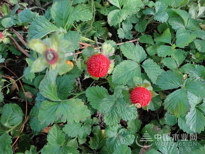 Can snakeberry eat? Method of planting snakeberry