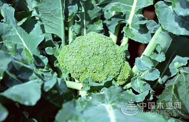 Broccoli planting time