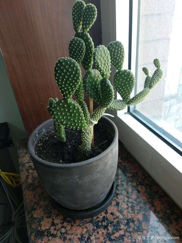ä»€ä¹ˆèŠ±é€‚åˆæ”¾åœ¨å§å®¤