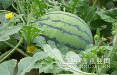 Field management technology of seedless watermelon