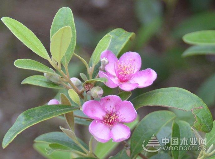 Myrtle bonsai planting steps