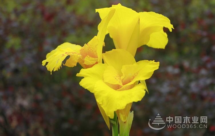 Canna indica hydroponic method