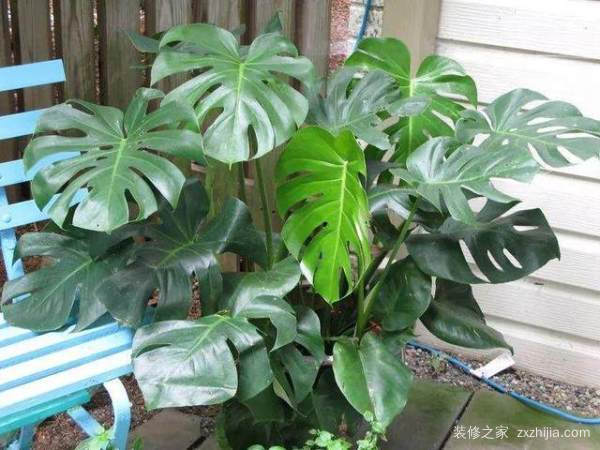 æ–°è£…ä¿®æˆ¿å­æ”¾ä»€ä¹ˆæ¤ç‰©