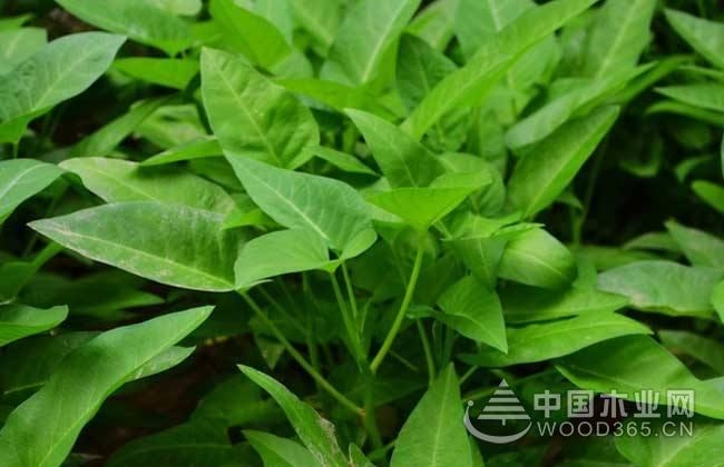 What to do with water spinach deficiency? Water spinach deficiency and pest control