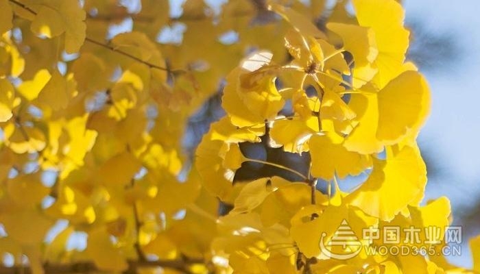 Introduction to the benefits of growing ginkgo trees