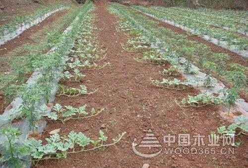 Main pest and disease control technology of watermelon in greenhouse