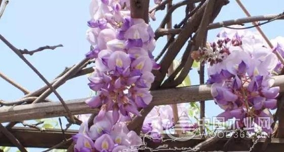 Wisteria breeding method introduction