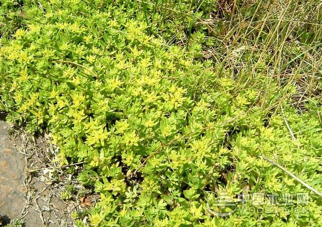 Difference between acacia and sedum and culture method