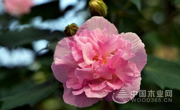 The blasting technique of hibiscus flower, raise a basin and burst a pot!