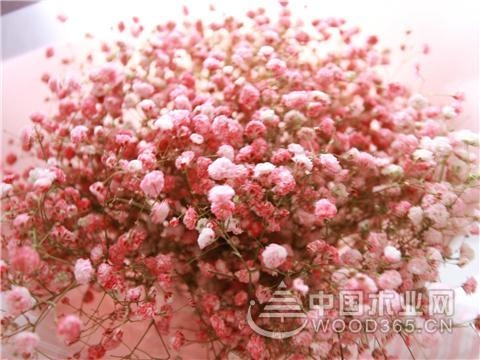 Gypsophila breeding skills