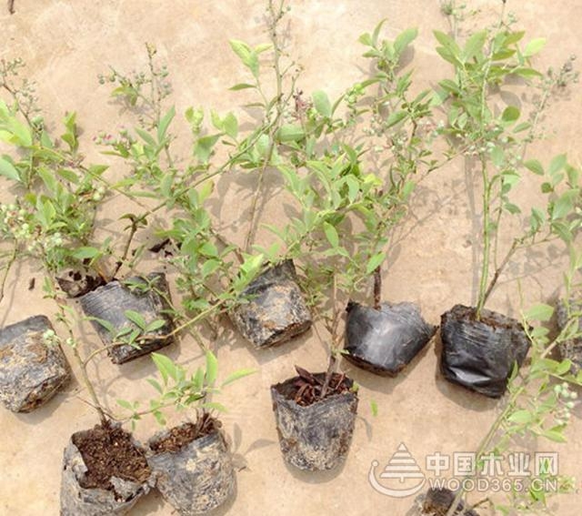 Blueberry planting precautions