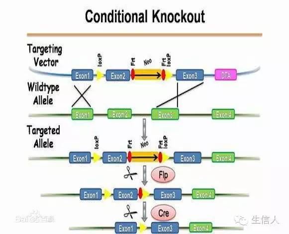 Huijun Biological Gene Knockout Technology