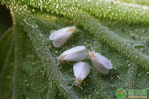 æ¸©å®¤è¾£æ¤’ç™½ç²‰è™±é˜²æ²»