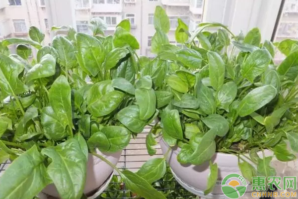 è èœæ ½åŸ¹è¿‡ç¨‹æƒ³é«˜äº§ï¼Œæ–½è‚¥ç»†èŠ‚æ˜¯å…³é”®ï¼