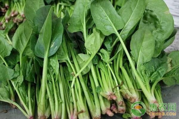 è èœæ ½åŸ¹è¿‡ç¨‹æƒ³é«˜äº§ï¼Œæ–½è‚¥ç»†èŠ‚æ˜¯å…³é”®ï¼