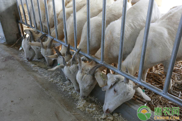 è‚‰ç‰›å®‰å…¨è¿‡å†¬æ³¨æ„äº‹é¡¹