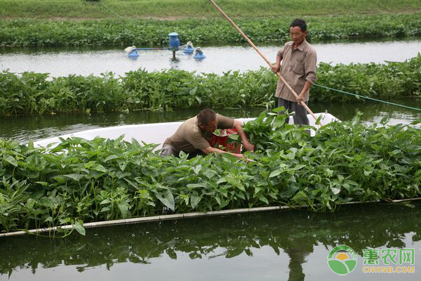 äººå·¥ç§æ¤æ°´èŠ¹èœéœ€è¦ä»€ä¹ˆçŽ¯å¢ƒ