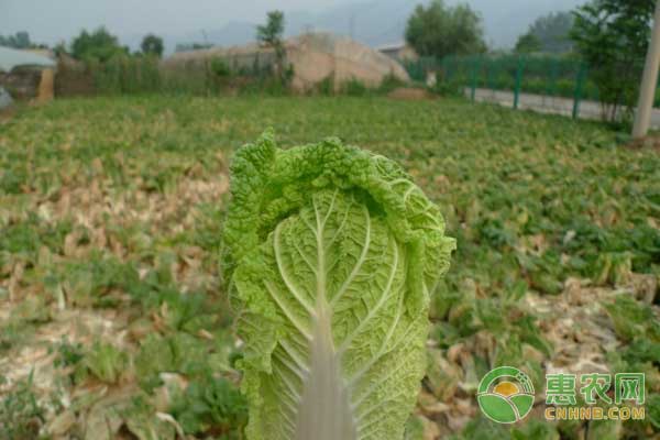 å¨ƒå¨ƒèœæƒ³è¦é«˜äº§ï¼Ÿè¿™ä¸‰ç‚¹ç§æ¤æŠ€æœ¯è¦æŽŒæ¡å¥½