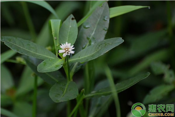 ç®€æ˜“ç«¹æž¶å¤§æ£šè‹¦ç“œå¥—ç§è•¹èœæ ½åŸ¹æŠ€æœ¯