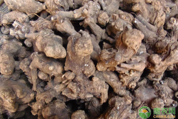 ä¸­è¯æç™½æœ¯çš„è§„èŒƒåŒ–æ ½åŸ¹æŠ€æœ¯è¦ç‚¹