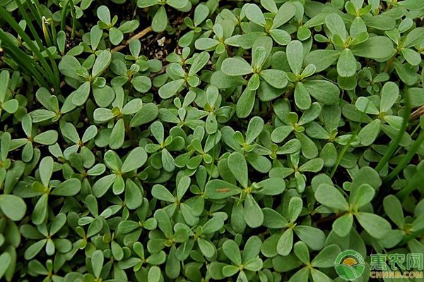 é©¬é½¿è‹‹äººå·¥ç§æ¤æ–¹æ³•