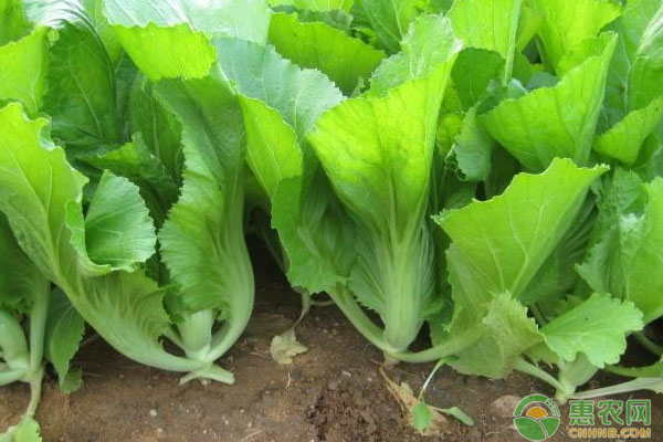 èŠ¥èœçš„ç§æ¤ç®¡ç†æŠ€æœ¯è¦ç‚¹