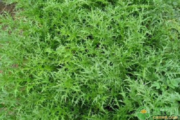 èŠ¥èœçš„ç§æ¤ç®¡ç†æŠ€æœ¯è¦ç‚¹