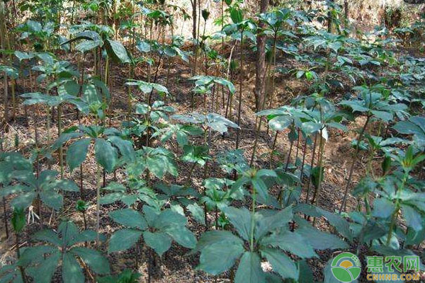 é‡æ¥¼ç§å­1ç‰‡å¶å­åˆ°4ç‰‡å¶å­çš„æˆè¯äºŒæ®µç§æ¤æŠ€æœ¯