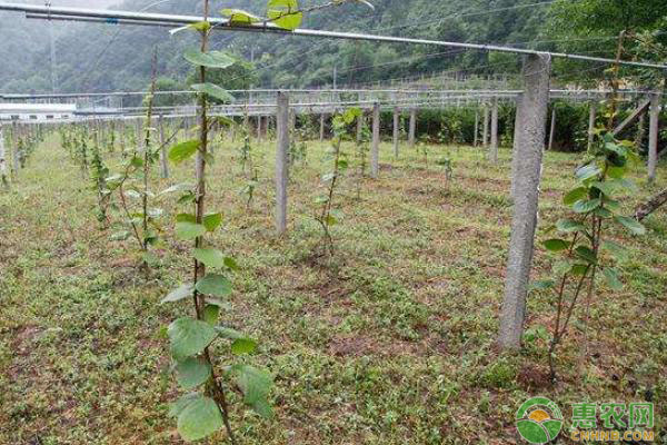 æ ½ç§æžœæ ‘è¡Œå‘å¦‚ä½•é€‰æ‹©