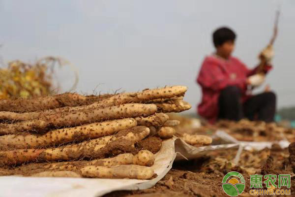 é“æ£å±±è¯ç§æ¤ç®¡ç†æ–¹æ³•