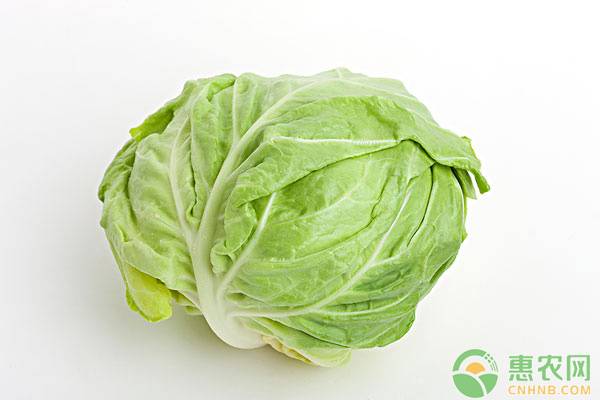 åŒ…èœç§æ¤ç®¡ç†