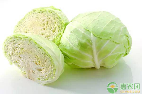 åŒ…èœç§æ¤ç®¡ç†æŠ€æœ¯
