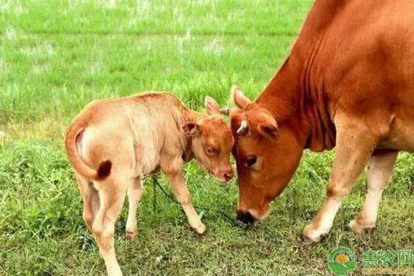 æé«˜è‚²è‚¥æœŸè‚‰ç‰›é‡‡é£Ÿé‡çš„ä¸»è¦æŠ€æœ¯æŽªæ–½