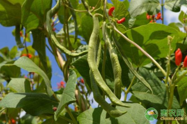 çº¢èŠ±èœè±†çš„é«˜æ•ˆæ ½åŸ¹æŠ€æœ¯åŠç—…è™«å®³é˜²æ²»æŽªæ–½