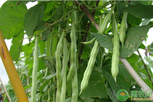 èŠ¸è±†çš„é«˜äº§ç§æ¤æŠ€æœ¯è¦ç‚¹