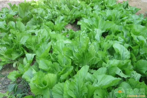 é˜³å°èŠ¥èœçš„ç§æ¤æ­¥éª¤åŠå…»æŠ¤æ–¹æ³•