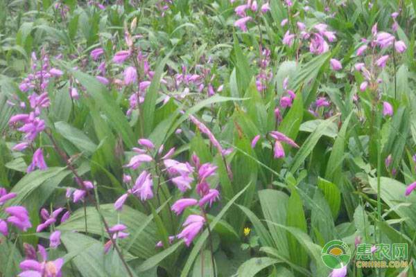 é™•è¥¿çœç™½èŠ¨è§„èŒƒåŒ–æ ½åŸ¹æŠ€æœ¯è¦ç‚¹