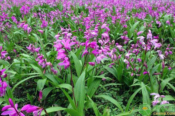 é™•è¥¿çœç™½èŠ¨è§„èŒƒåŒ–æ ½åŸ¹æŠ€æœ¯è¦ç‚¹