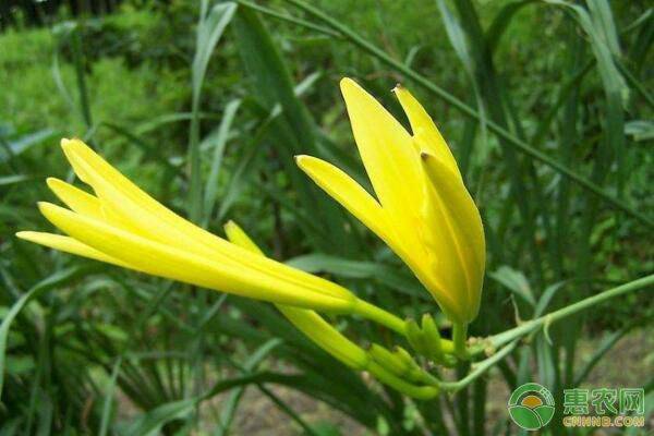 é»„èŠ±èœå“ç§æœ‰å“ªäº›ï¼Ÿé»„èŠ±èœæ ½åŸ¹æŠ€æœ¯åŠç—…è™«å®³é˜²æ²»è¦ç‚¹