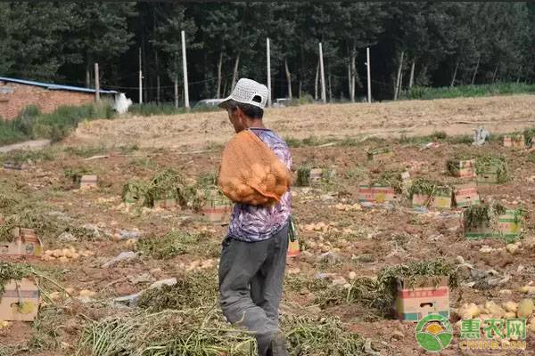 é©¬é“ƒè–¯å—èŒŽæƒ³è¦å‘èŠ½æ•´é½ï¼Ÿæ‰“ç ´ä¼‘çœ æ‰æ˜¯å…³é”®ï¼